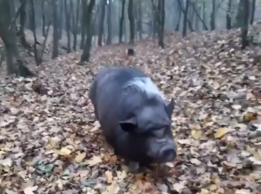 Prosiak Stefan odnalazł się