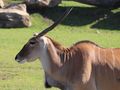 Zwierzę zabiło pracownika szwedzkiego zoo