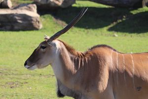 Zwierzę zabiło pracownika szwedzkiego zoo