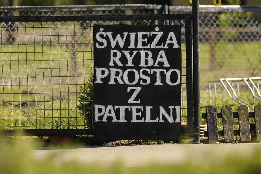 transparent o ofercie smażonych ryb