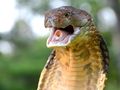 Kobra