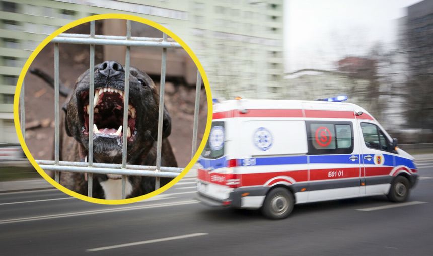 Pitbull zagryzł mężczyznę w Gdyni