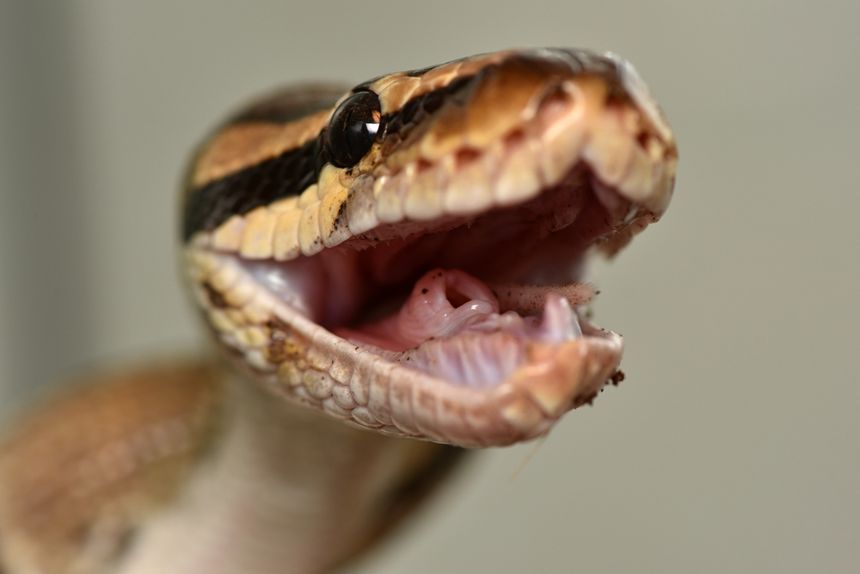 Pyton