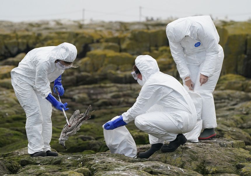 epidemia ptasiej grypy