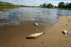 Zatruta Odra