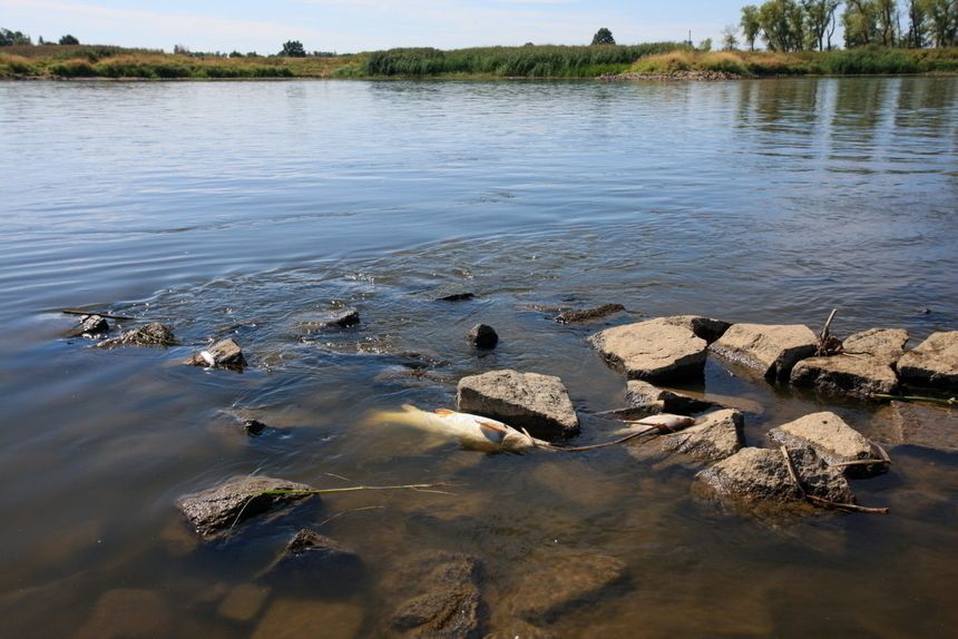 Odra