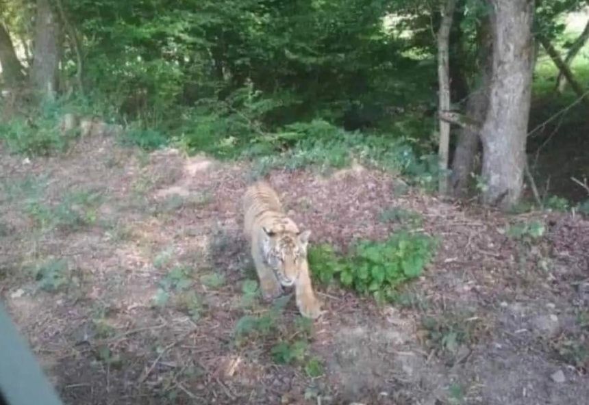 tygrys uciekł z zoo