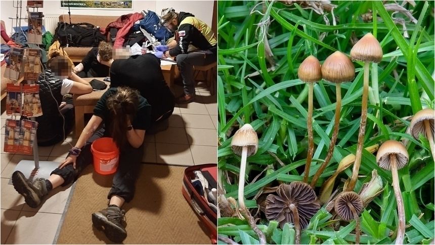 Turyści zatruli się grzybami halucynogennymi