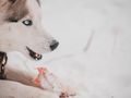 Husky