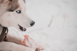 Husky