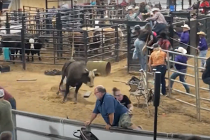 Byk wbiegł w tłum ludzi w trakcie rodeo