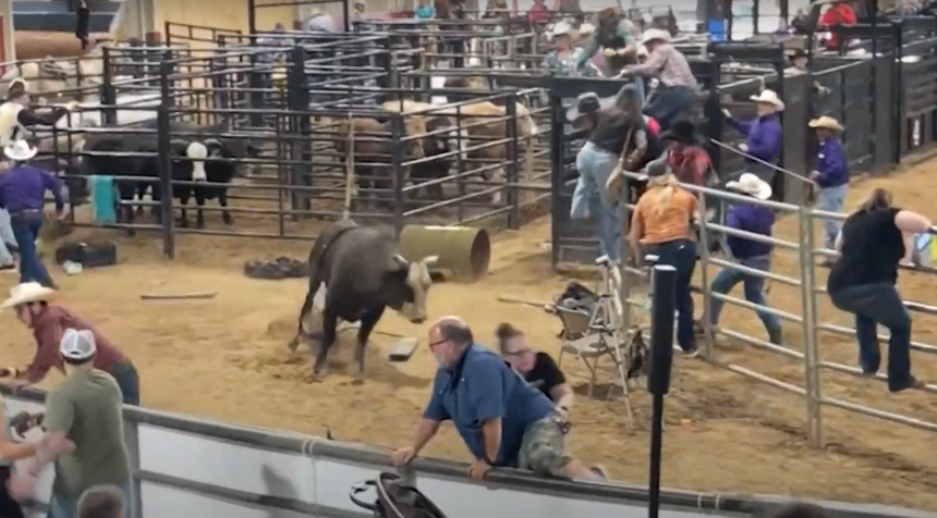 Byk wbiegł w tłum ludzi w trakcie rodeo