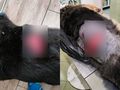 Brutalna przemoc wobec psa w Zakopanem