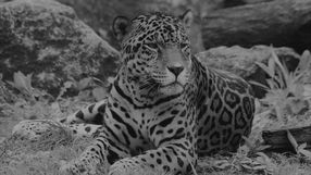 jaguar Kali