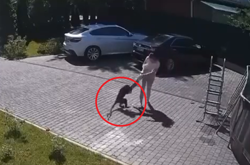 Atak szalonej małpy
