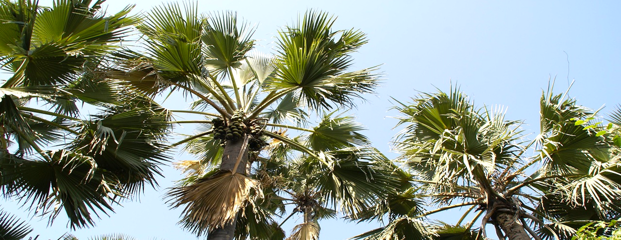 Gambia, palmy