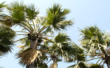 Gambia, palmy