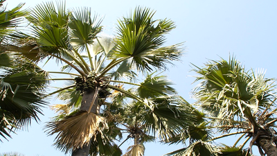 Gambia, palmy