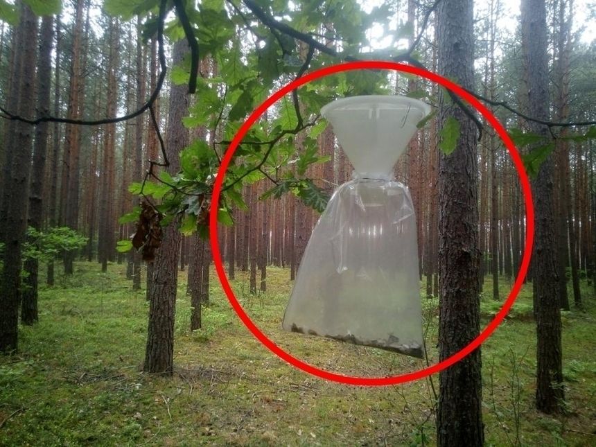 Pułapki feromonowe w lesie