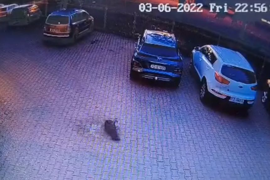 upadek bsa z balkonu