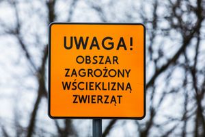 Wścieklizna
