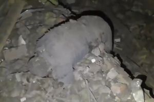 Masakra w mieście Sumy