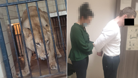 29-latek chciał wedrzeć się na wybieg z lwami