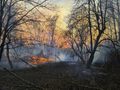 Płonące lasy w Czarnobylu? Służby wyjaśniają 