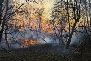 Płonące lasy w Czarnobylu? Służby wyjaśniają 