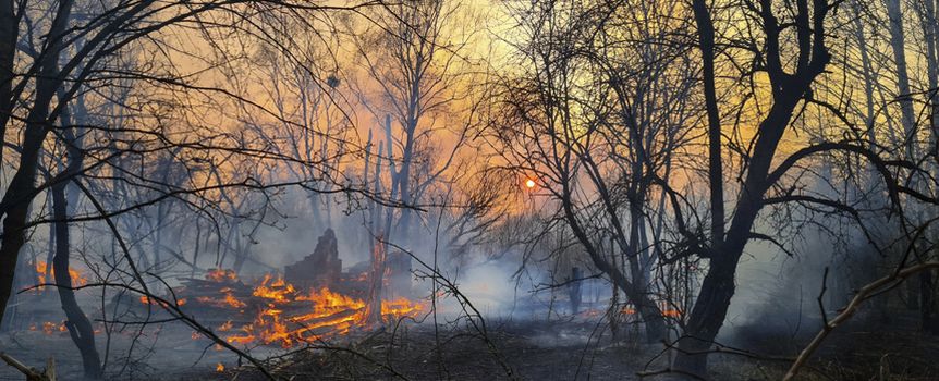 Płonące lasy w Czarnobylu? Służby wyjaśniają 