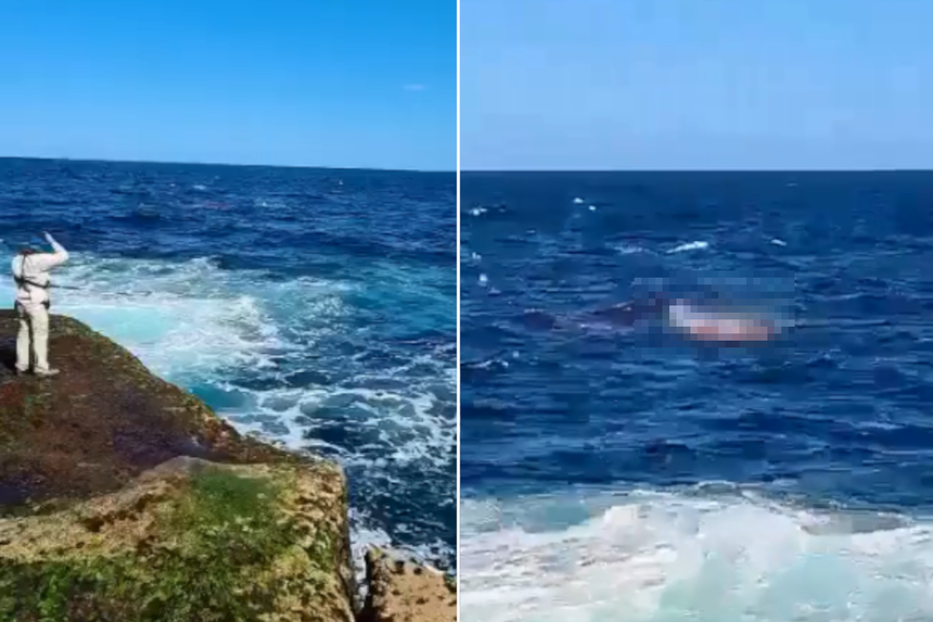 atak rekina u wybrzeży Sydney