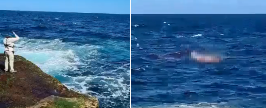 atak rekina u wybrzeży Sydney