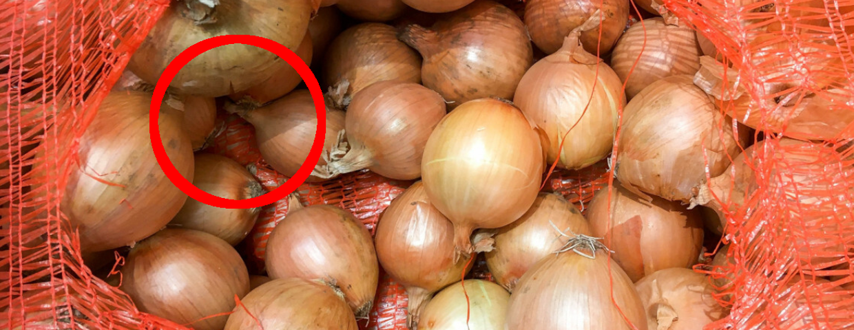 Cebula