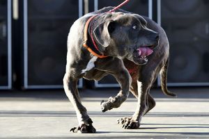 Pitbulle zagryzły 12-latka. Ruszył proces właściciela