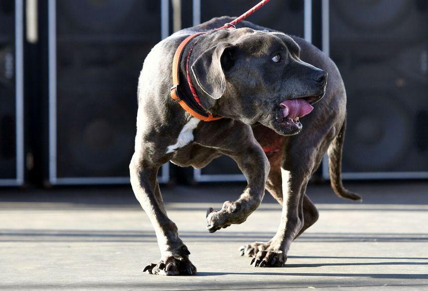 Pitbulle zagryzły 12-latka. Ruszył proces właściciela