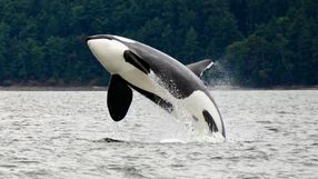 Orka