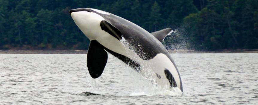 Orka