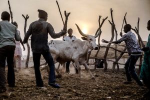 Nigeria. Złodzieje bydła zabili co najmniej 35 osób