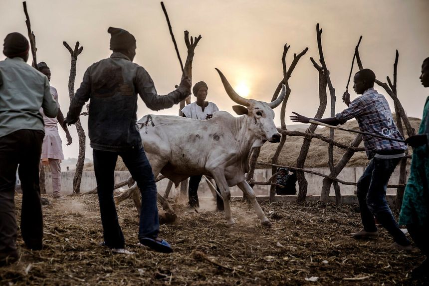 Nigeria. Złodzieje bydła zabili co najmniej 35 osób