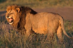 Lwy zabiły troje dzieci w Tanzanii