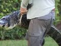 Aligator zaatakował kobietę z psem
