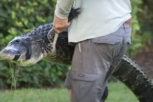 Aligator zaatakował kobietę z psem
