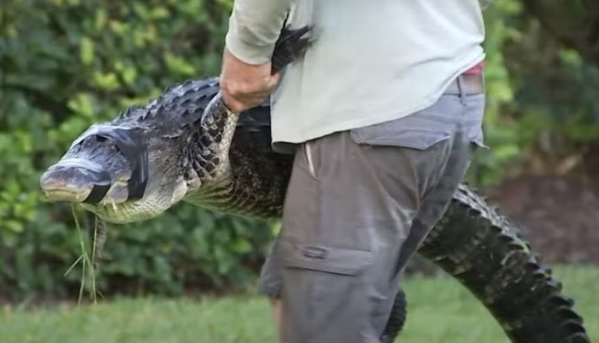 Aligator zaatakował kobietę z psem