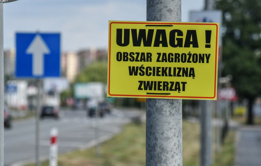 Wścieklizna w Olsztynie