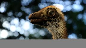 Dinozaur
