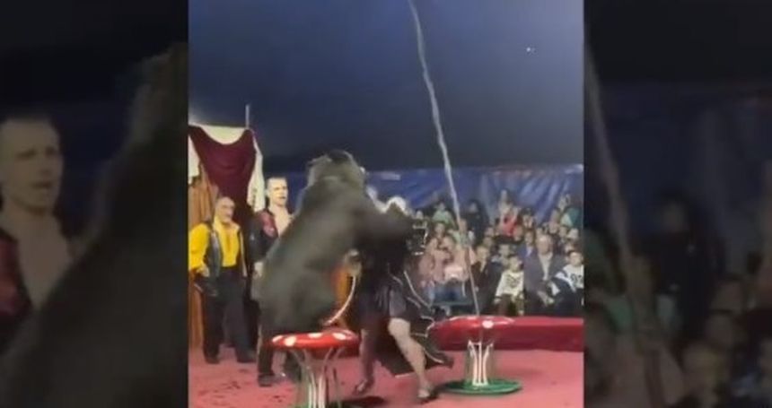 Atak niedźwiedzia na trenerkę w cyrku