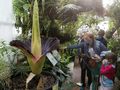Dziwidło olbrzymie w Ogrodzie Botanicznym UW