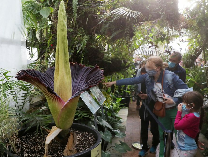 Dziwidło olbrzymie w Ogrodzie Botanicznym UW