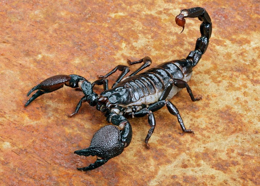 skorpion w mieszkaniu