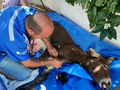 Szpital polowy dla zwierząt w Turcji